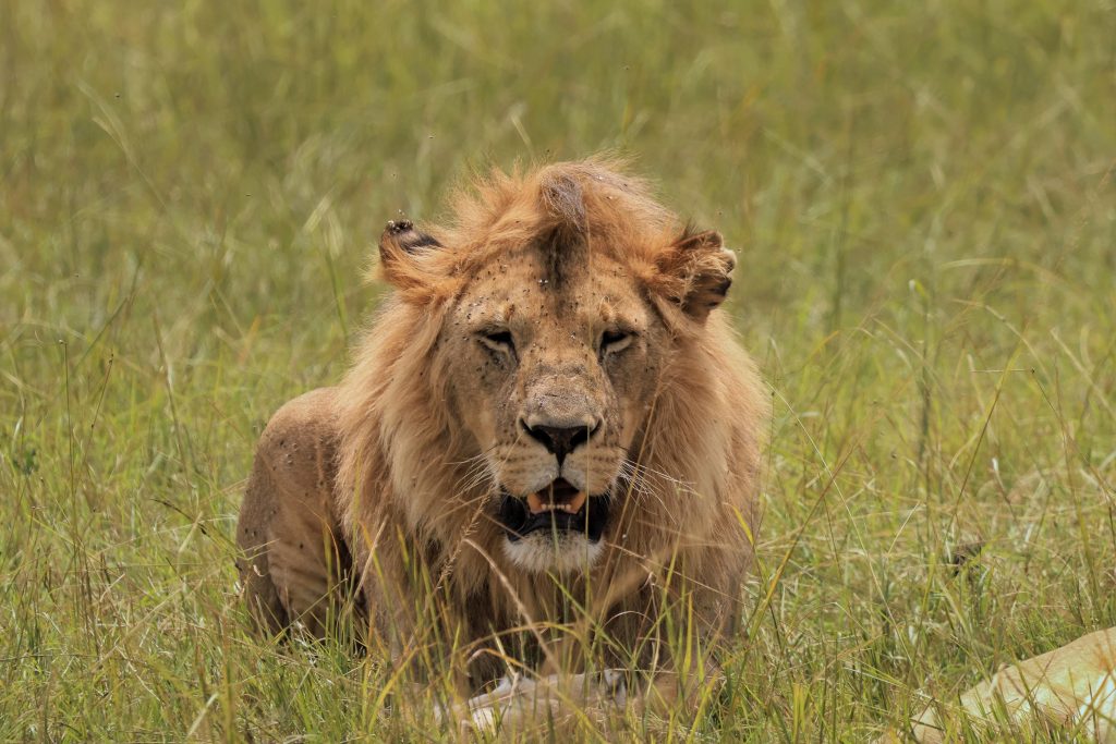 8 Days Complete Tanzania Safari