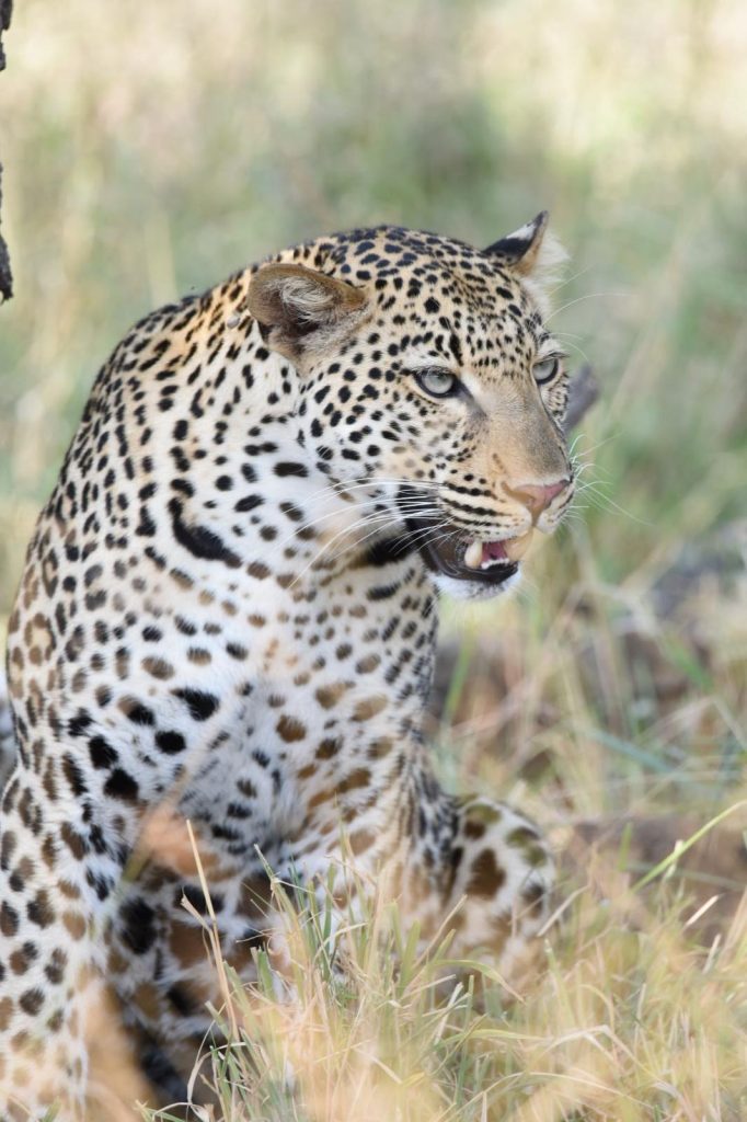 7 Days Tanzania - Wild side Camping Safari