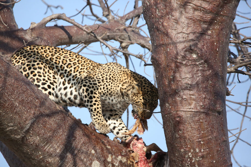 8 Days Complete Tanzania Safari