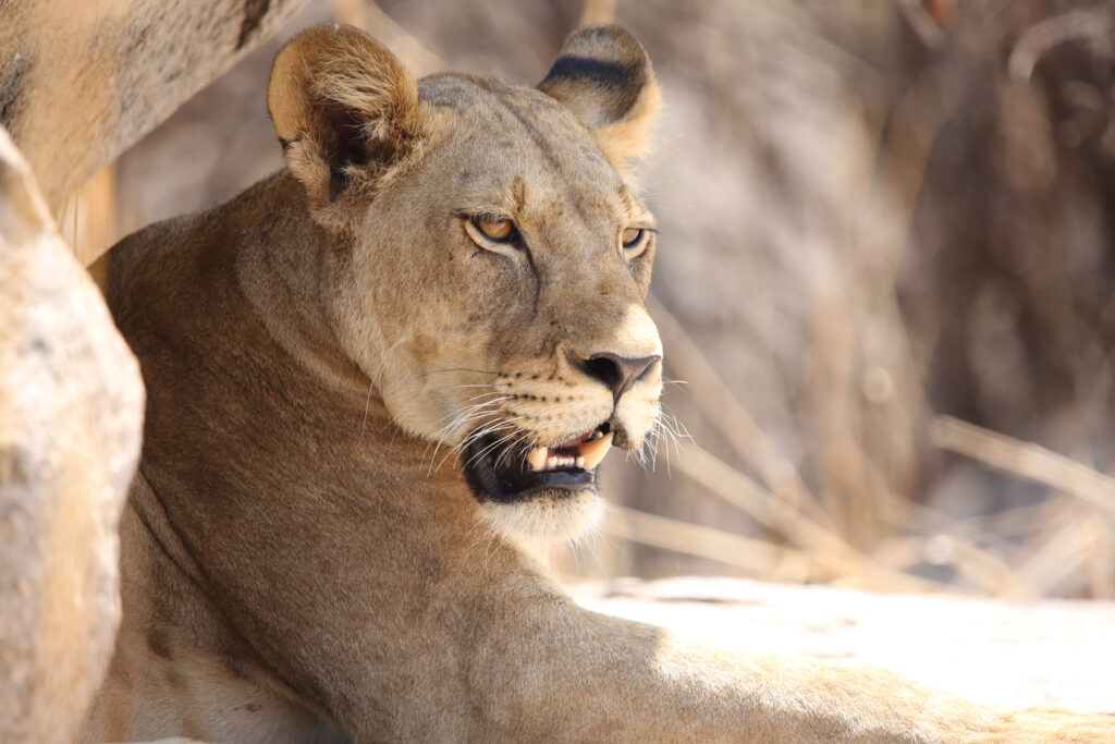 7 Days Karibu Tanzania Wildlife Safari  